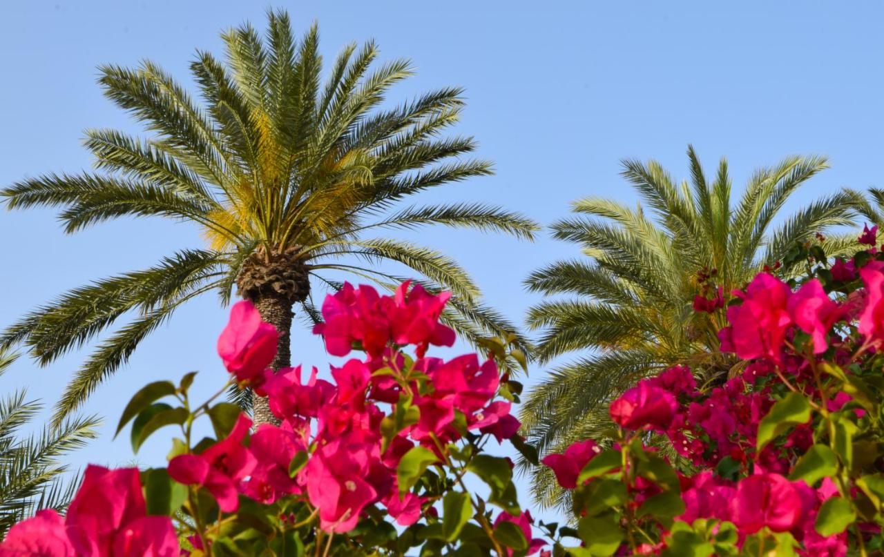 Golden Palms Guest House&Cafe Famagusta  Eksteriør billede